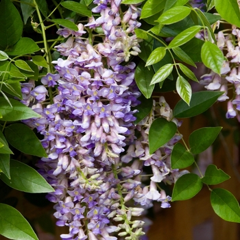 Wisteria macrostachya Betty Matthews - Summer Cascade™ Wisteria 