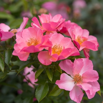 Rosa 'BAIrage' PP19,945 (Rose) - Easy Elegance® All the Rage