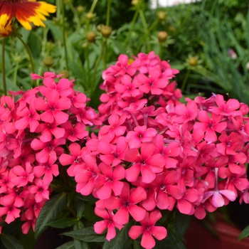 Phlox paniculata 'Barphflare' PP28646 (Garden Phlox) - Flame™ Red