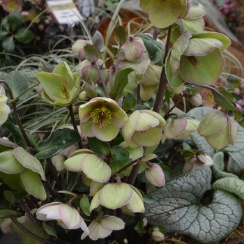 Helleborus 'Bayli's Blush™' - Frostkiss™ Hellebore