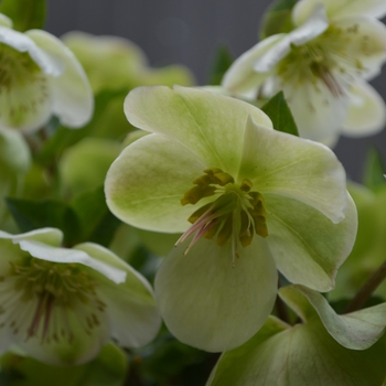 Helleborus x hybridus 'Molly's White' - Molly's White Hybrid Lenten Rose