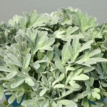 Artemisia stelleriana 'Silver Brocade' - Silver Brocade Artemisia