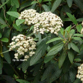 Viburnum x burkwoodii - Burkwood Viburnum