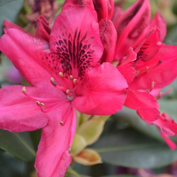 Rhododendron hybrid - 'Nova Zembla'