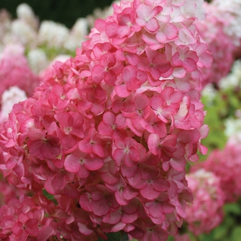 Hydrangea paniculata Renhy - Vanilla Strawberry™ Hydrangea 