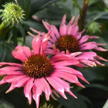 Echinacea purpurea 'Playful' - Meadow Mama Coneflower