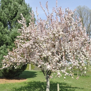 Malus hybrid - Red Jewel™