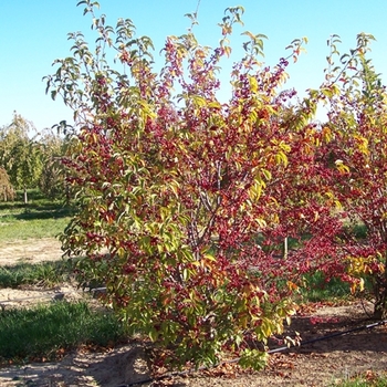 Malus x zumi var. calocarpa - Redbud crabapple