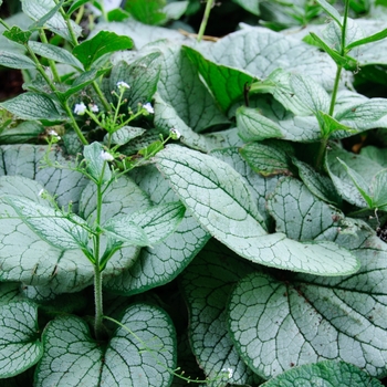 Brunnera macrophylla 'Sea Heart' PP24684 (Forget-me-Not) - Sea Heart Forget-me-Not