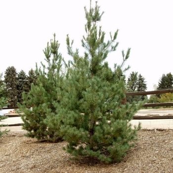 Pinus parviflora 'Glauca' - Japanese White Pine