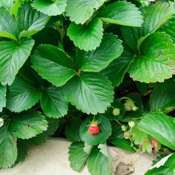 Fragraria ananassa 'Tri-Star' - Strawberry