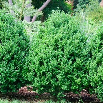 Buxus x 'Green Gem' - Green Gem Boxwood