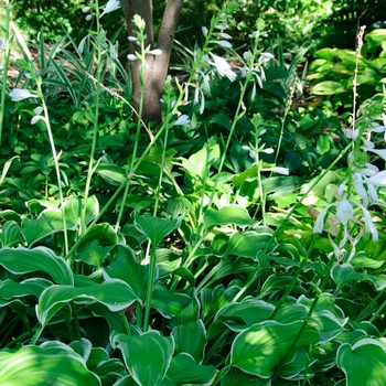 Hosta ''Sugar and Cream'' (Hosta, Plantain Lily) - Sugar and Cream Hosta, Plantain Lily