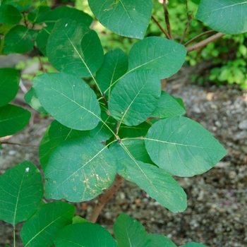 Cotinus obovatus - American Smoketree