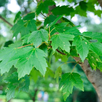 Red Maple