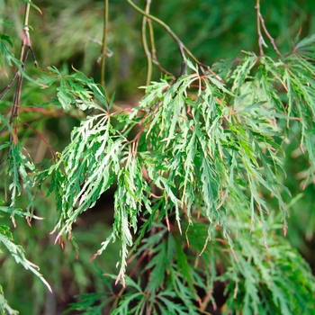 Acer palmatum dissectum 'Inaba Shidare' - Japanese Cut-Leaf Maple