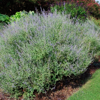 Perovskia atriplicifolia - 'Crazy Blue'
