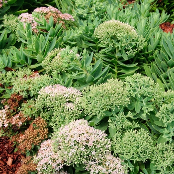 Sedum hybrid - Rock 'N Grow® 'Pure Joy'