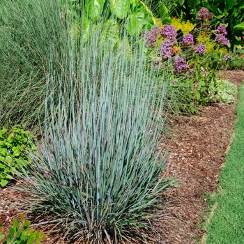 Schizachyrium scoparium ''Standing Ovation'' - 'Standing Ovation' Little Bluestem