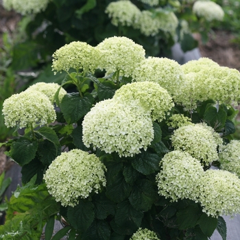 Hydrangea arborescens ''NCHA8'' PP30431, CBR6346 (Smooth Hydrangea) - Smooth Hydrangea