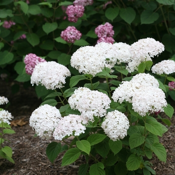 Hydrangea arborescens 'Wee White®' - Smooth Hydrangea