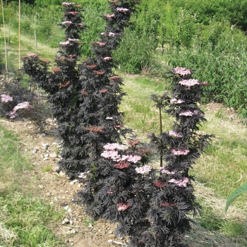 Sambucus nigra - 'Strait-Laced®' Elderberry
