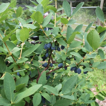 Lonicera caerulea 'Hoka' PP28593, Can PBRAF (Japanese Haskap) - Yezberry Sugar Pie® Japanese Haskap
