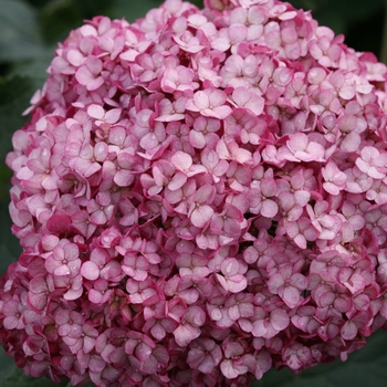 Hydrangea arborescens - Invincibelle® Mini Mauvette®