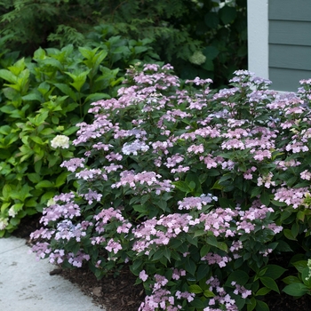 Hydrangea serrata - Tiny Tuff Stuff™
