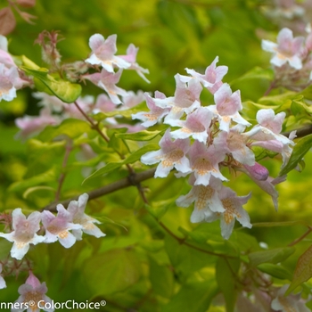 Kolkwitzia amabilis - Dream Catcher®