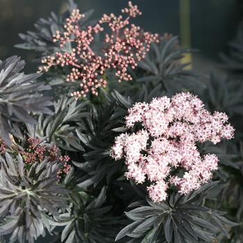 Sambucus nigra - Laced Up®