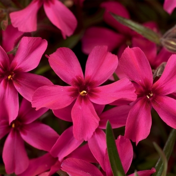 Phlox subulata - 'Scarlet Flame'