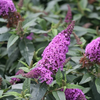 Buddleia x - Pugster Periwinkle®