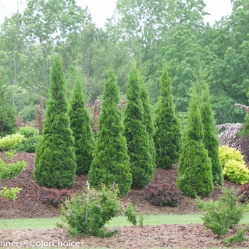 Thuja occidentalis - North Pole®