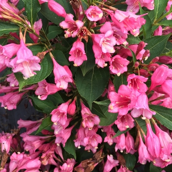 Weigela florida - Czechmark Twopink®