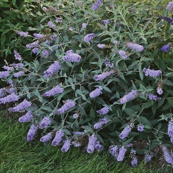 Buddleia davidii 'Glass Slippers' (Butterfly Bush) - Monarch® Glass Slippers