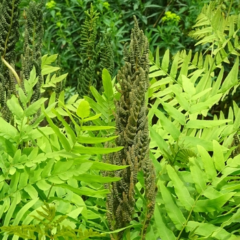 Osmunda regalis - Royal Fern