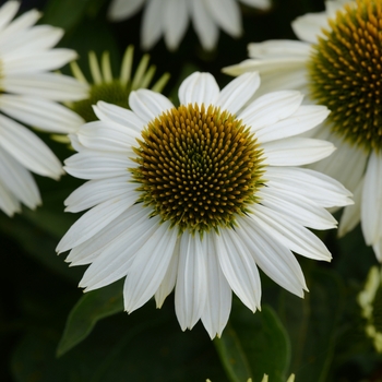 Echinacea 'Balsomblanc' (Coneflower) - Sombrero® Blanco