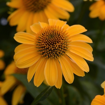 Echinacea 'Balsomold' PP30115 (Coneflower) - Sombrero® Granada Gold