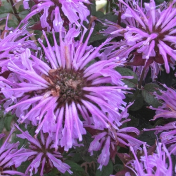 Monarda didyma - Sugar Buzz® Blue Moon Bee Balm, Bergamot