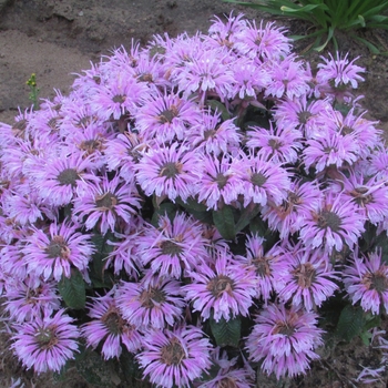 Monarda didyma - Sugar Buzz® Cotton Candy Bee Balm, Bergamot