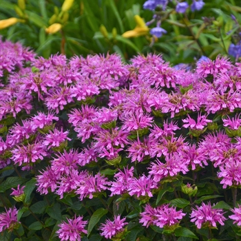 Monarda didyma - Sugar Buzz® Lilac Lollipop 