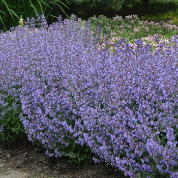 Nepeta x faassenii - Purrsian Blue Catmint