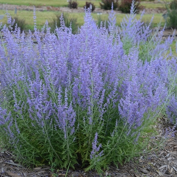 Perovskia atriplicifolia - 'Blue Jean Baby' 