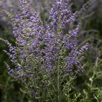 Perovskia atriplicifolia - 'Blue Steel'