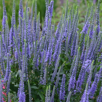 Veronica longifolia - 'Blue Skywalker' Speedwell