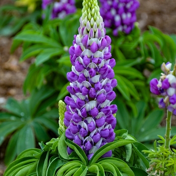 Lupinus polyphyllus () - Mini Gallery™ 'Blue Bicolor'