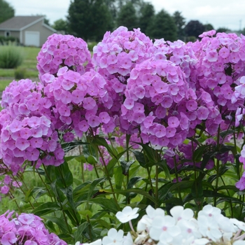 Phlox paniculata - Fashionably Early Flamingo Garden Phlox