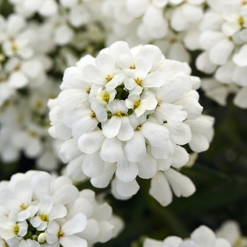 Iberis sempervirens 'Snowsation' PP29637 (Candytuft) - Snowsation Candytuft