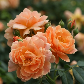Rosa 'HORCOGJIL' PP27541, Can 5631 (Hybrid Tea Rose) - At Last® Hybrid Tea Rose